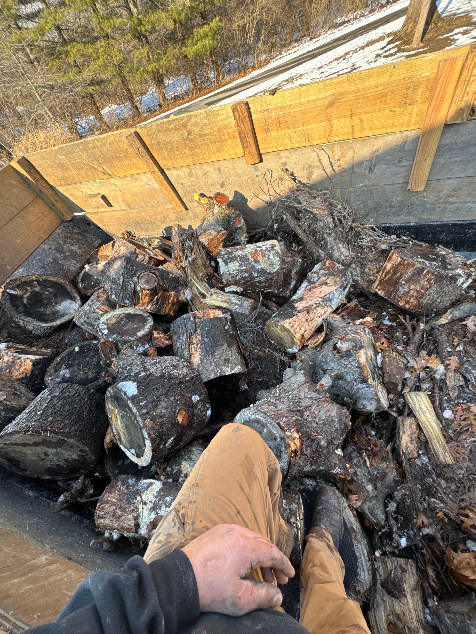 Efficient Cleanup of Fallen Pine for Outdoor Fun