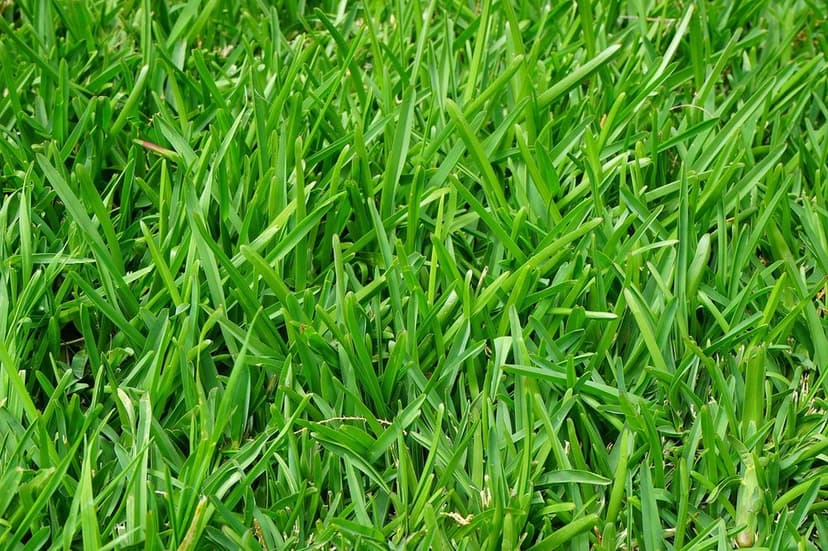 Top Choice Lawn Care Provider 2022's image
