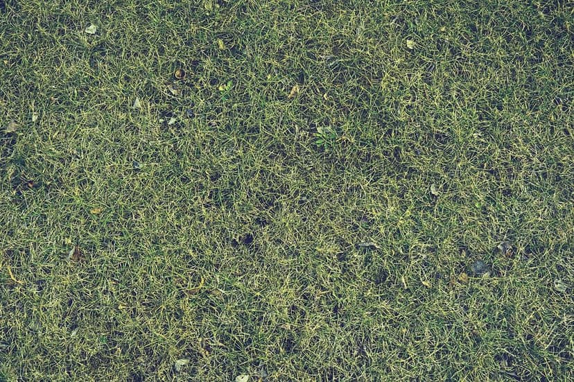 Eco-Friendly Lawn Care Innovators's image